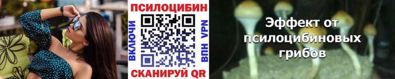 купить закладку  Шлиссельбург  Псилоцибиновые грибы Psilocybine cubensis 